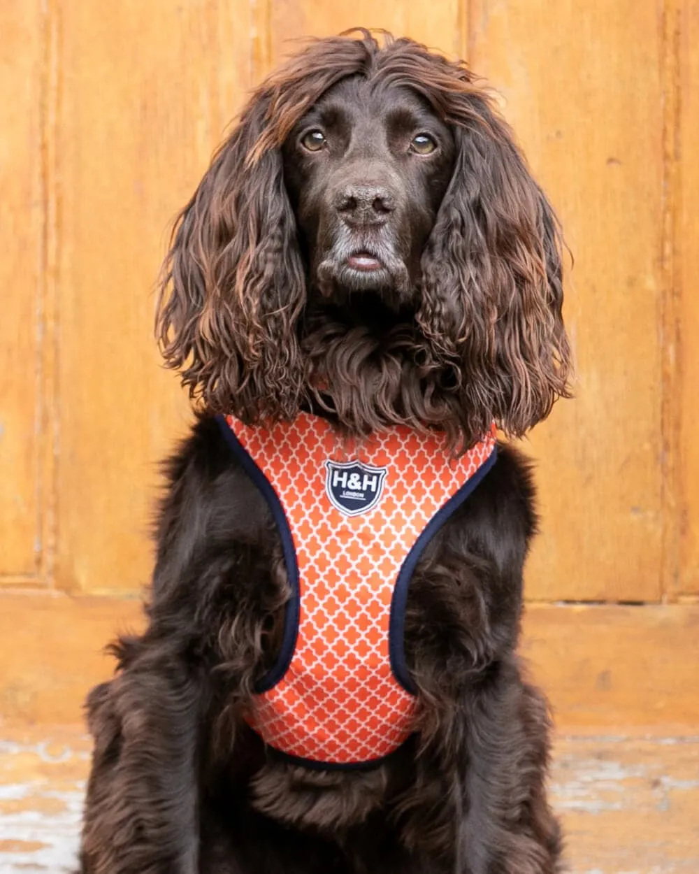 Fabric Dog Harness - Orange Geometric