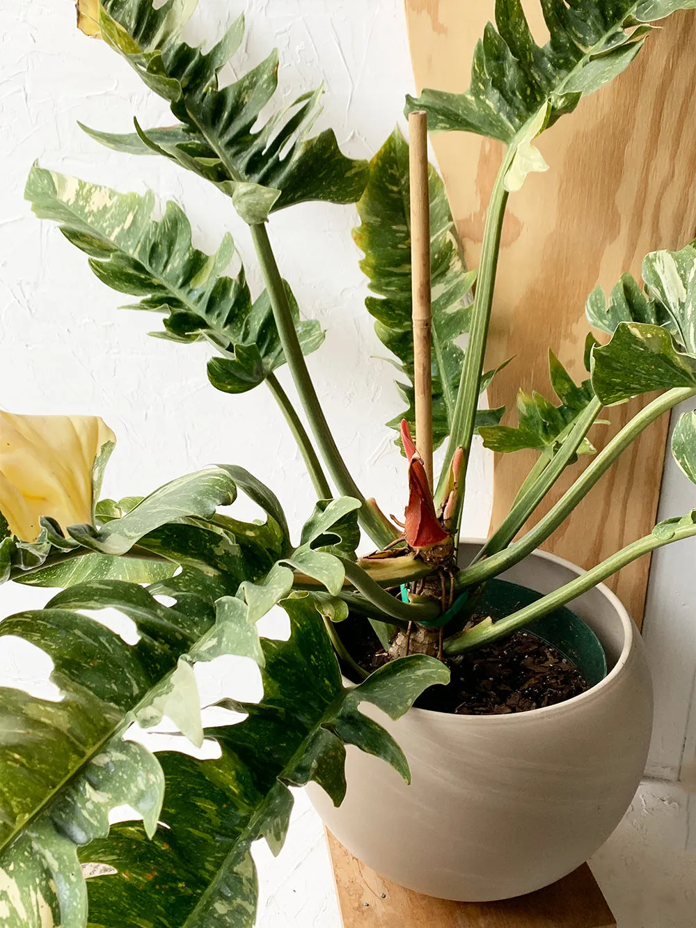 Ring of Fire Philodendron